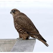 Juvenile Gyrfalcon (dark morph) Juvenile Gyrfalcon (dark morph)