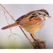 Note: reddish wings, red crown and clean gray on most of face. Note: reddish wings, red crown and clean gray on most of face.
