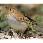 Note: pale weak eye-ring, ruddy uppersides, and weakly spotted breast. Note: pale weak eye-ring, ruddy uppersides, and weakly spotted breast.